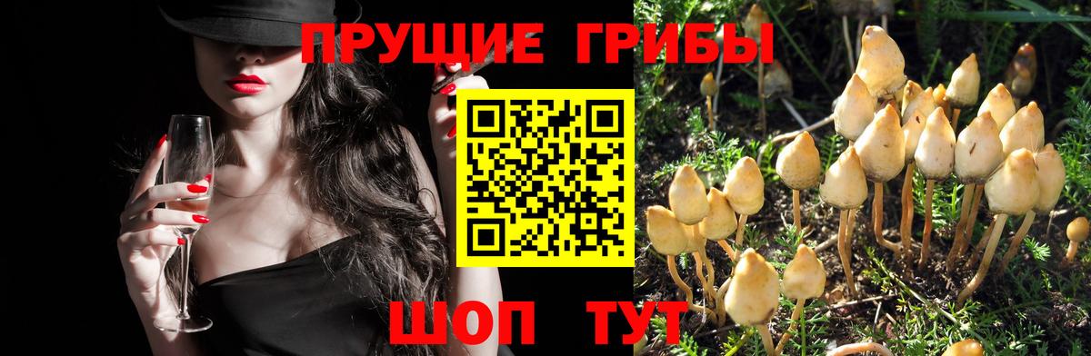 Псилоцибиновые грибы GOLDEN TEACHER  Вход с VPN  купить закладку  Белебей  Галлюциногенные грибы мухоморы 